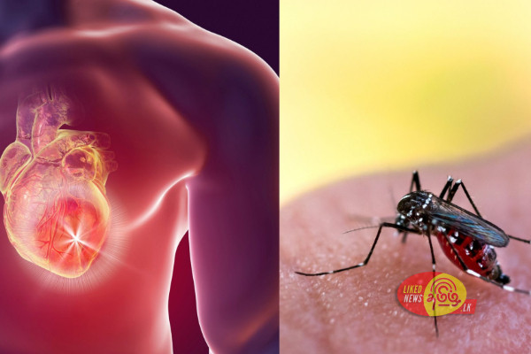 இலங்கையில் பெரும் ஆபத்தாக மாறும் நோய் – சுகாதார பிரிவு விடுத்துள்ள எச்சரிக்கை
