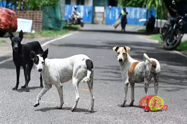 யாழ் மக்களுக்கு முக்கிய அறிவிப்பு; நாய் பிடித்து கொடுப்பவர்களுக்கு சன்மானம்